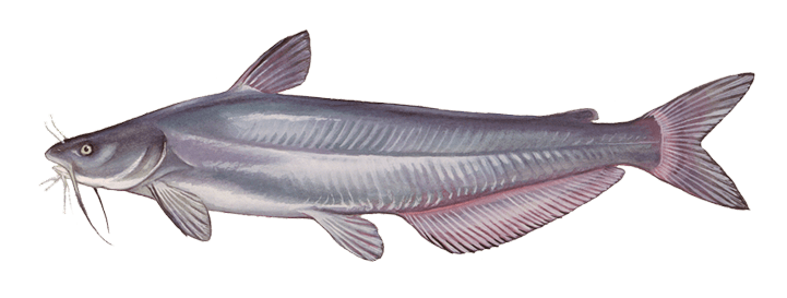 Blue Catfish