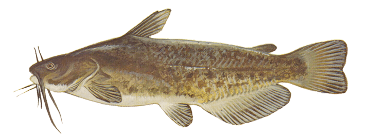 Bullhead Catfish