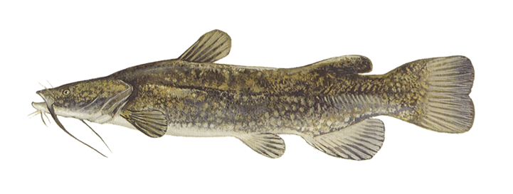 Flathead Catfish